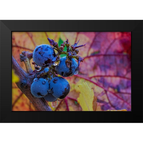 Ripe Pinot Noir grapes on the vine at Yamhill Valley Winery in McMinnville-Oregon-USA Black Modern Wood Framed Art Print by Haney, Chuck