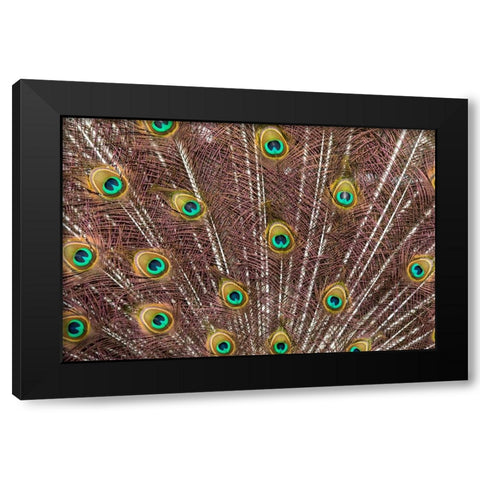 USA- Oregon- Tillamook. Peacock displaying tail feathers. Black Modern Wood Framed Art Print with Double Matting by Gulin, Darrell
