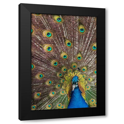 USA- Oregon- Tillamook. Peacock displaying tail feathers. Black Modern Wood Framed Art Print by Gulin, Darrell
