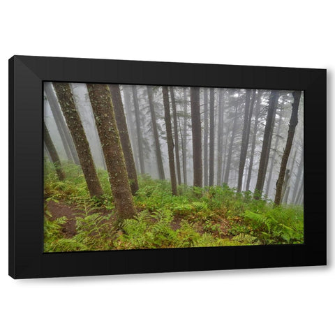 USA- Oregon. Lookout State Park with fog amongst Sitka spruce forest Black Modern Wood Framed Art Print by Gulin, Darrell