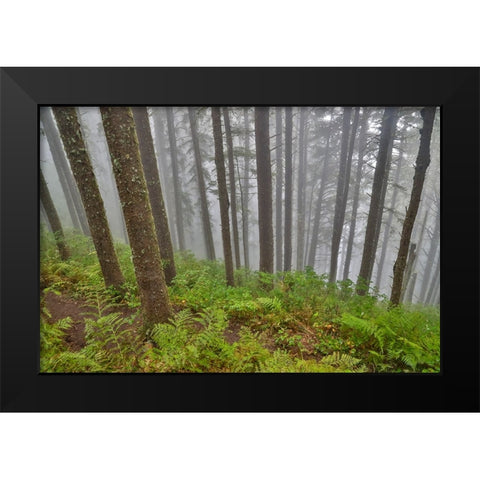 USA- Oregon. Lookout State Park with fog amongst Sitka spruce forest Black Modern Wood Framed Art Print by Gulin, Darrell
