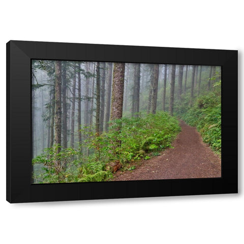 USA- Oregon. Lookout State Park trail with fog amongst Sitka spruce forest Black Modern Wood Framed Art Print with Double Matting by Gulin, Darrell
