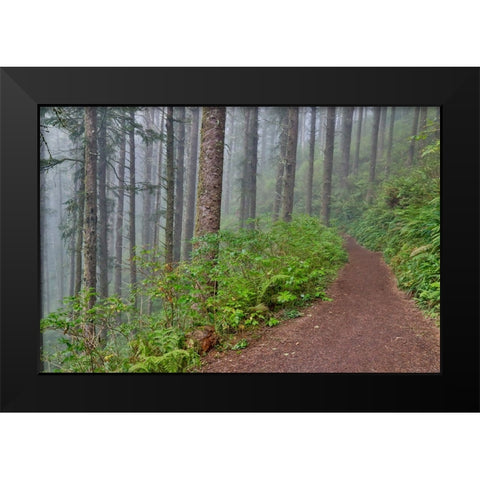 USA- Oregon. Lookout State Park trail with fog amongst Sitka spruce forest Black Modern Wood Framed Art Print by Gulin, Darrell