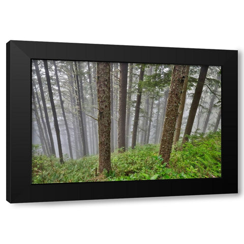 USA- Oregon. Lookout State Park with fog amongst Sitka spruce forest Black Modern Wood Framed Art Print by Gulin, Darrell