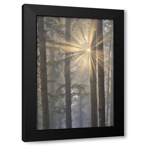 USA- Oregon. Lookout State Park with fog and sun breaking through amongst Sitka spruce forest Black Modern Wood Framed Art Print with Double Matting by Gulin, Darrell