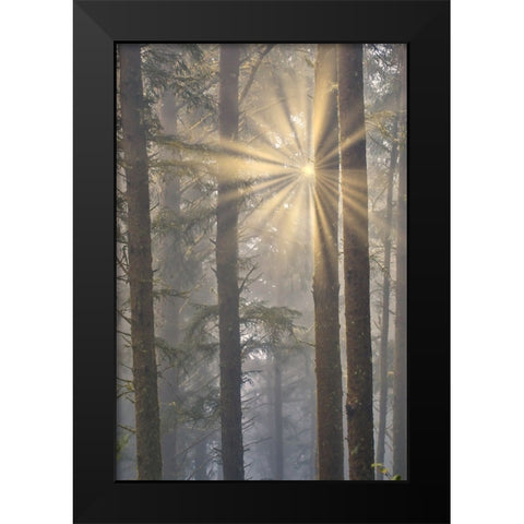 USA- Oregon. Lookout State Park with fog and sun breaking through amongst Sitka spruce forest Black Modern Wood Framed Art Print by Gulin, Darrell