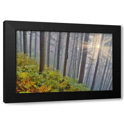 USA- Oregon. Lookout State Park with fog and sun breaking through amongst Sitka spruce forest Black Modern Wood Framed Art Print with Double Matting by Gulin, Darrell