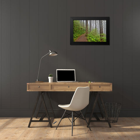 USA- Oregon. Lookout State Park trail with fog amongst Sitka spruce forest Black Modern Wood Framed Art Print by Gulin, Darrell