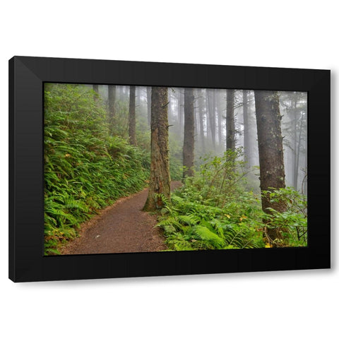 USA- Oregon. Lookout State Park trail with fog amongst Sitka spruce forest Black Modern Wood Framed Art Print by Gulin, Darrell