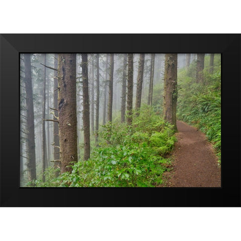 USA- Oregon. Lookout State Park trail with fog amongst Sitka spruce forest Black Modern Wood Framed Art Print by Gulin, Darrell