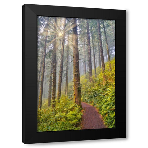 USA- Oregon. Lookout State Park trail with fog amongst Sitka spruce forest with sunrays Black Modern Wood Framed Art Print with Double Matting by Gulin, Darrell