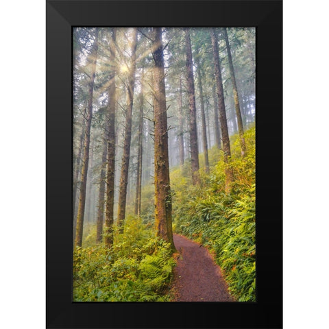 USA- Oregon. Lookout State Park trail with fog amongst Sitka spruce forest with sunrays Black Modern Wood Framed Art Print by Gulin, Darrell