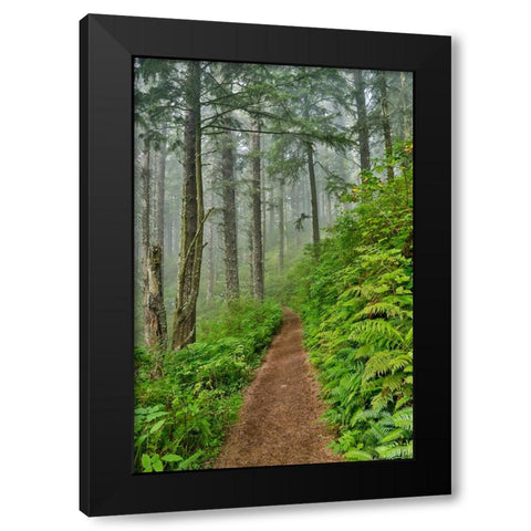 USA- Oregon. Lookout State Park trail with fog amongst Sitka spruce forest Black Modern Wood Framed Art Print by Gulin, Darrell