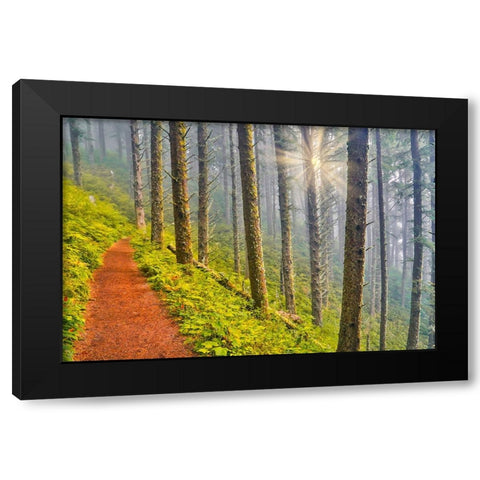 USA- Oregon. Lookout State Park trail with fog amongst Sitka spruce forest with sunrays Black Modern Wood Framed Art Print by Gulin, Darrell