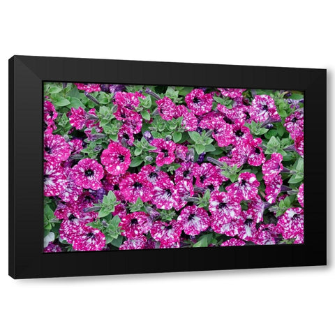 USA- Oregon. Cannon Beach planting of petunias Black Modern Wood Framed Art Print by Gulin, Darrell