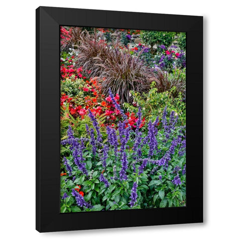 USA- Oregon. Cannon Beach Garden and path with Blue Salvia and reddish geraniums Black Modern Wood Framed Art Print by Gulin, Darrell