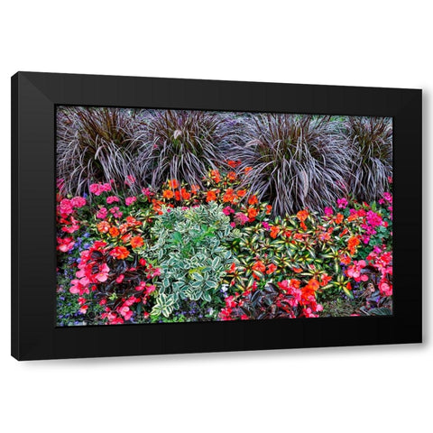 USA- Oregon. Cannon Beach Garden with orange New Guinea impatiens- grasses and reddish geraniums Black Modern Wood Framed Art Print with Double Matting by Gulin, Darrell
