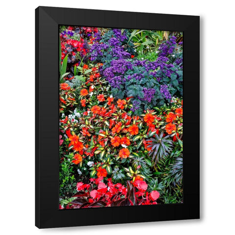 USA- Oregon. Cannon Beach Garden with orange New Guinea impatiens Black Modern Wood Framed Art Print by Gulin, Darrell