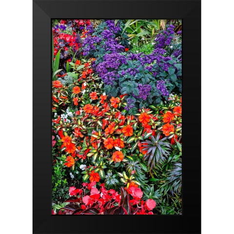 USA- Oregon. Cannon Beach Garden with orange New Guinea impatiens Black Modern Wood Framed Art Print by Gulin, Darrell