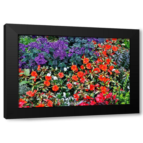 USA- Oregon. Cannon Beach Garden with orange New Guinea impatiens Black Modern Wood Framed Art Print with Double Matting by Gulin, Darrell