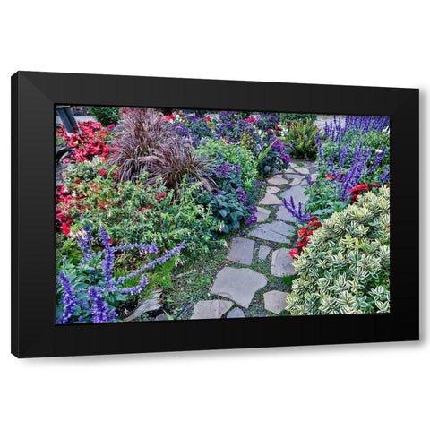 USA- Oregon. Cannon Beach Garden and path with Blue Salvia and reddish geraniums Black Modern Wood Framed Art Print with Double Matting by Gulin, Darrell