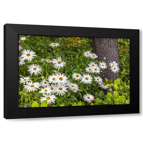 Usa-Oregon-Yachats Plantings Black Modern Wood Framed Art Print by Looney, Hollice
