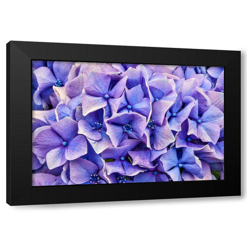 Usa-Oregon-Yachats Plantings Black Modern Wood Framed Art Print with Double Matting by Looney, Hollice