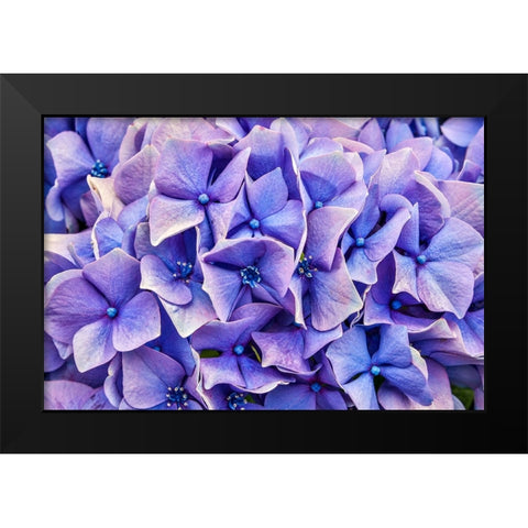 Usa-Oregon-Yachats Plantings Black Modern Wood Framed Art Print by Looney, Hollice