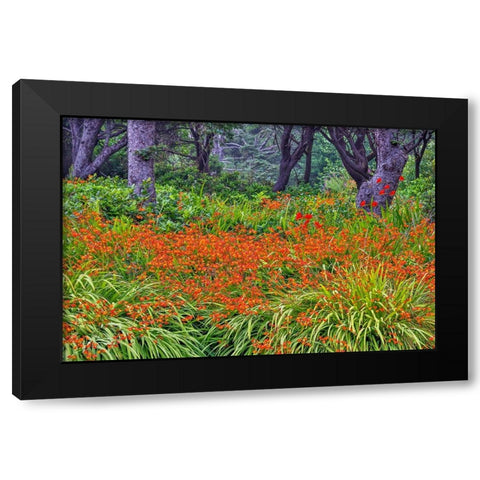 Usa-Oregon-Yachats Plantings Black Modern Wood Framed Art Print with Double Matting by Looney, Hollice