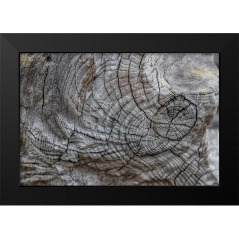 Usa-Oregon-Bandon Bandon Beach-Closeup of Wood on the Beach Black Modern Wood Framed Art Print by Looney, Hollice