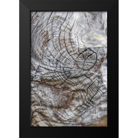 Usa-Oregon-Bandon Bandon Beach-Closeup of Wood on the Beach Black Modern Wood Framed Art Print by Looney, Hollice