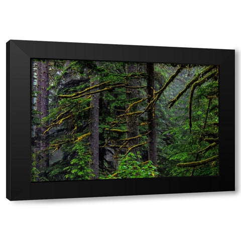 USA-Oregon-Silver Falls State Park Black Modern Wood Framed Art Print by Restuccia, Joe III