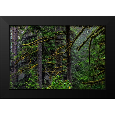 USA-Oregon-Silver Falls State Park Black Modern Wood Framed Art Print by Restuccia, Joe III