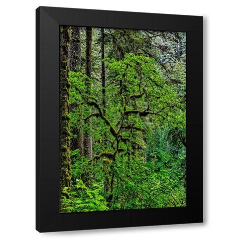 USA-Oregon-Silver Falls State Park Black Modern Wood Framed Art Print with Double Matting by Restuccia, Joe III