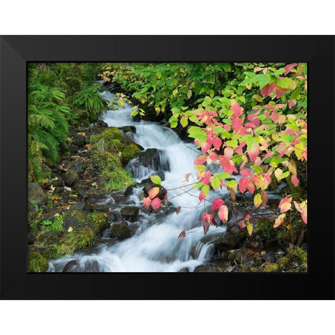 OR-Columbia River Gorge National Scenic Area-Wahkeena Creek Black Modern Wood Framed Art Print by Wild, Jamie and Judy