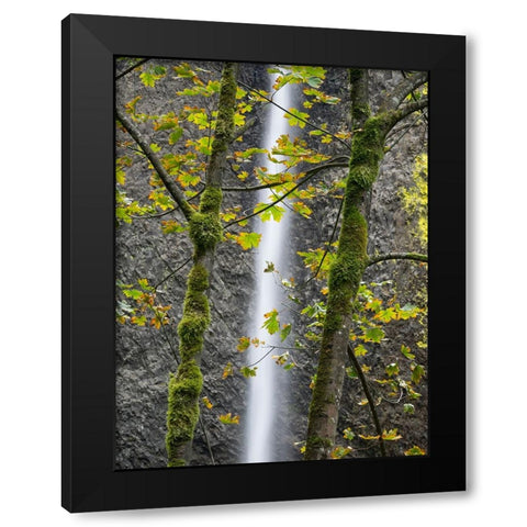 Oregon-Columbia River Gorge National Scenic Area-Latourell Falls and Big Leaf Maple trees Black Modern Wood Framed Art Print by Wild, Jamie and Judy