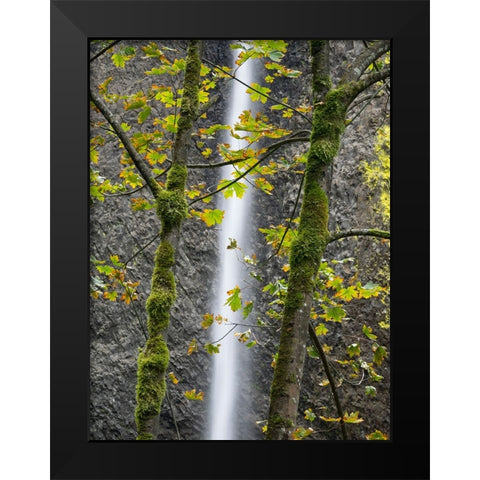 Oregon-Columbia River Gorge National Scenic Area-Latourell Falls and Big Leaf Maple trees Black Modern Wood Framed Art Print by Wild, Jamie and Judy