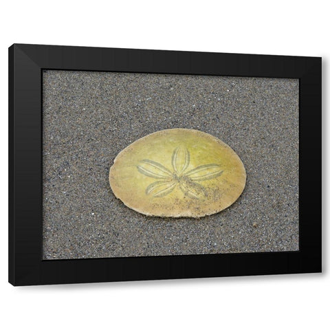 Oregon-Ecola State Park-Indian Beach Sand dollar Black Modern Wood Framed Art Print with Double Matting by Wild, Jamie and Judy