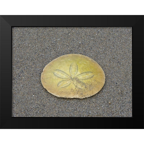 Oregon-Ecola State Park-Indian Beach Sand dollar Black Modern Wood Framed Art Print by Wild, Jamie and Judy