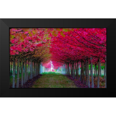 Oregon-Forest Grove A grove of trees in full autumn red Black Modern Wood Framed Art Print by Duval, Richard