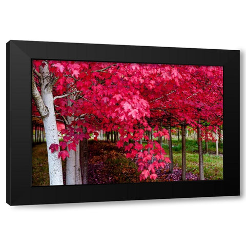 Oregon-Forest Grove A grove of trees in full autumn red Black Modern Wood Framed Art Print with Double Matting by Duval, Richard