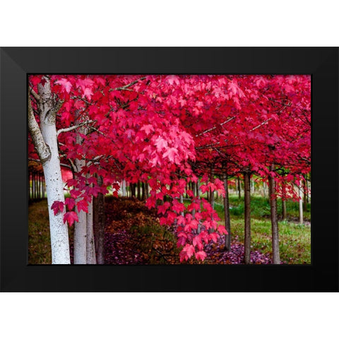 Oregon-Forest Grove A grove of trees in full autumn red Black Modern Wood Framed Art Print by Duval, Richard