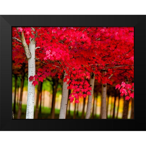 Oregon-Forest Grove A grove of trees in full autumn red Black Modern Wood Framed Art Print by Duval, Richard