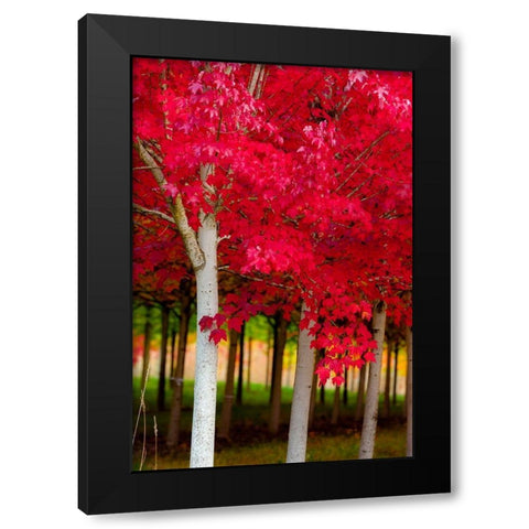 Oregon-Forest Grove A grove of trees in full autumn red Black Modern Wood Framed Art Print by Duval, Richard
