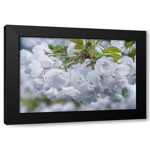 Oregon-Hood River Cherry blossoms Black Modern Wood Framed Art Print with Double Matting by Tilley, Rob