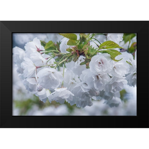 Oregon-Hood River Cherry blossoms Black Modern Wood Framed Art Print by Tilley, Rob