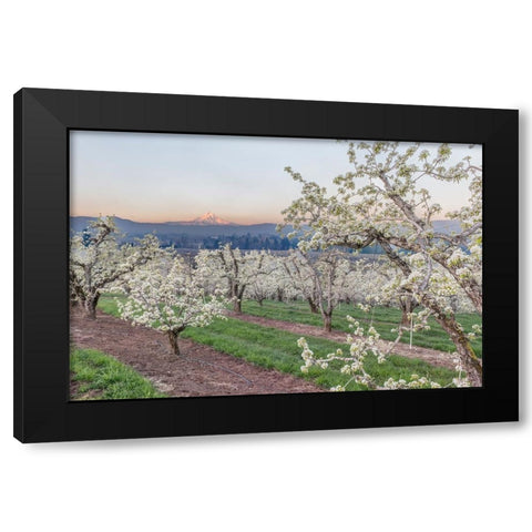 Oregon-Hood River Cherry orchard and Mt Hood Black Modern Wood Framed Art Print by Tilley, Rob