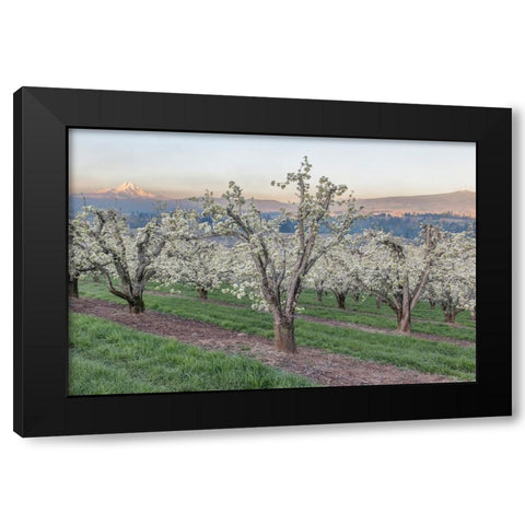 Oregon-Hood River Cherry orchard and Mt Hood Black Modern Wood Framed Art Print by Tilley, Rob