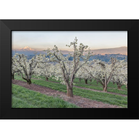 Oregon-Hood River Cherry orchard and Mt Hood Black Modern Wood Framed Art Print by Tilley, Rob