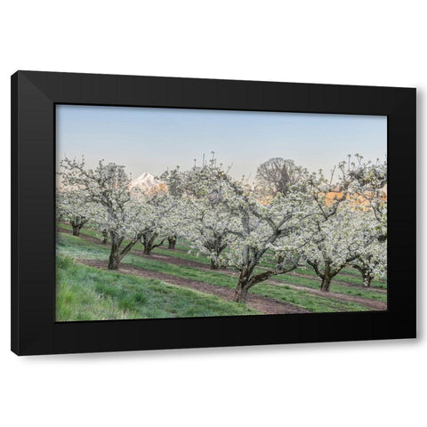 Oregon-Hood River Cherry orchard and Mt Hood Black Modern Wood Framed Art Print by Tilley, Rob
